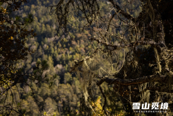 【新闻稿】雪山觅境  2021年一汽丰田生物多样性守护者行动圆满完成1204v1987.png